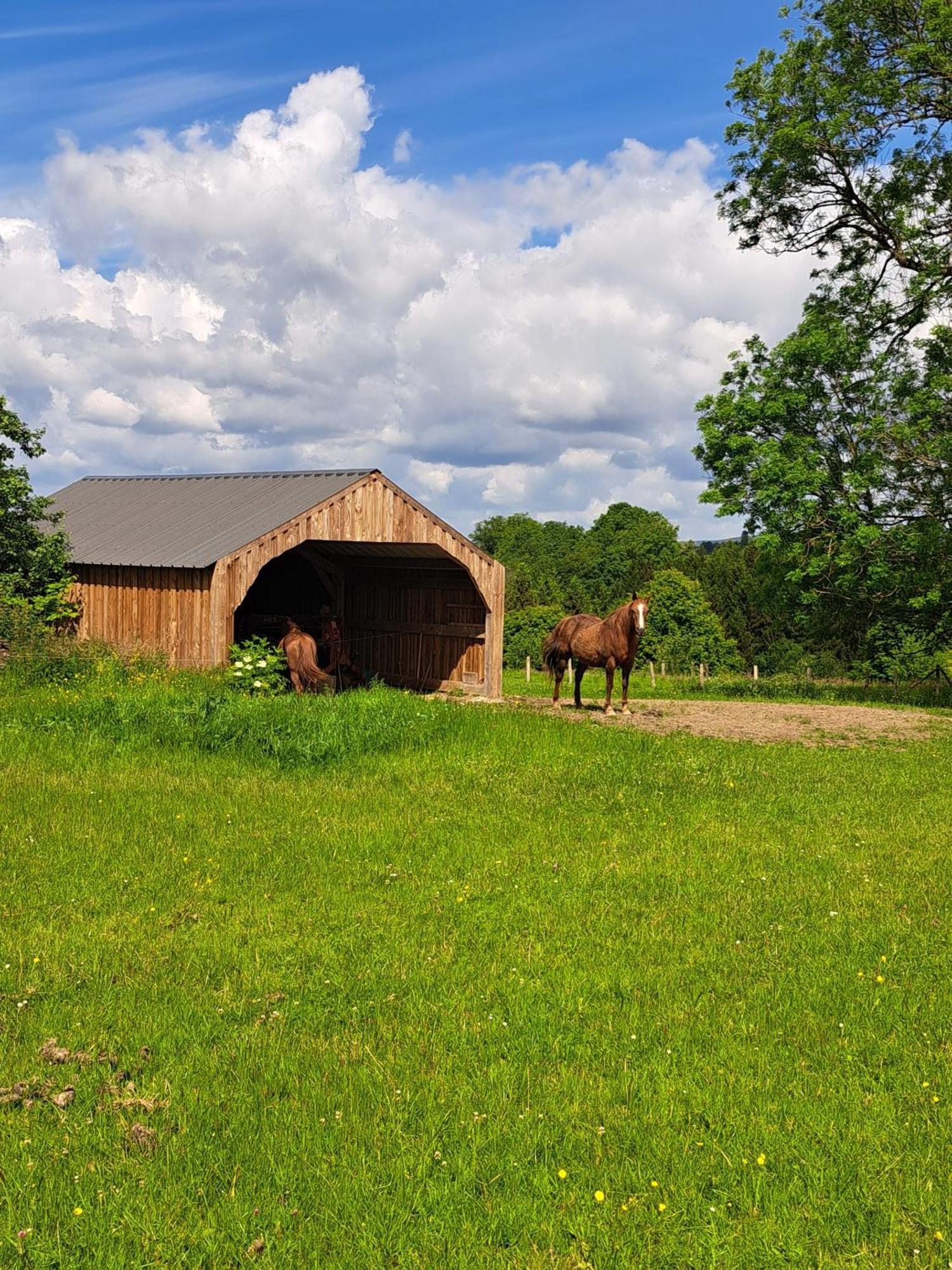 Gite L'Olivier A Filly - Nadrin, Entre Houffalize Et La Roche-En-Ardenne ภายนอก รูปภาพ